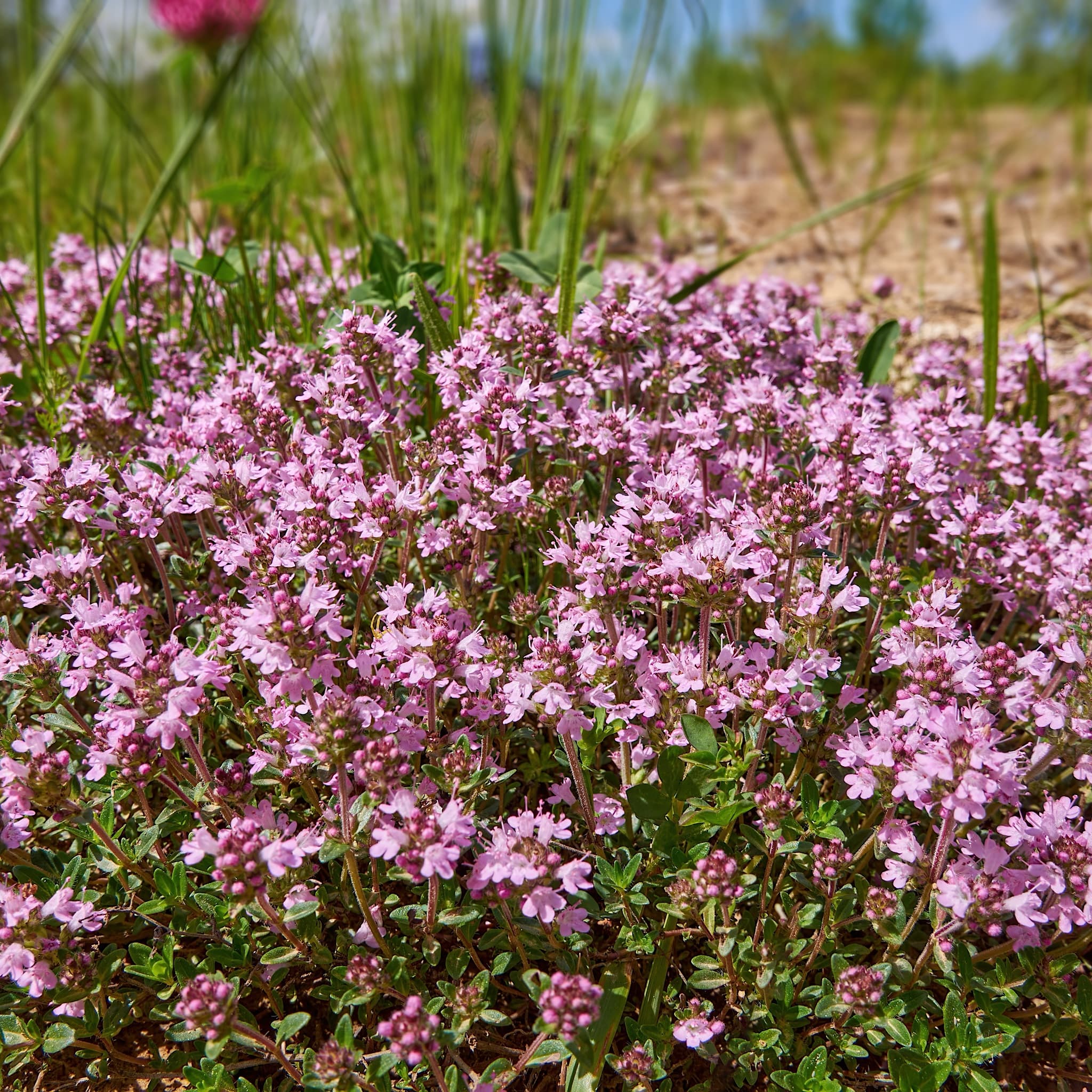 Thymus serpyllum