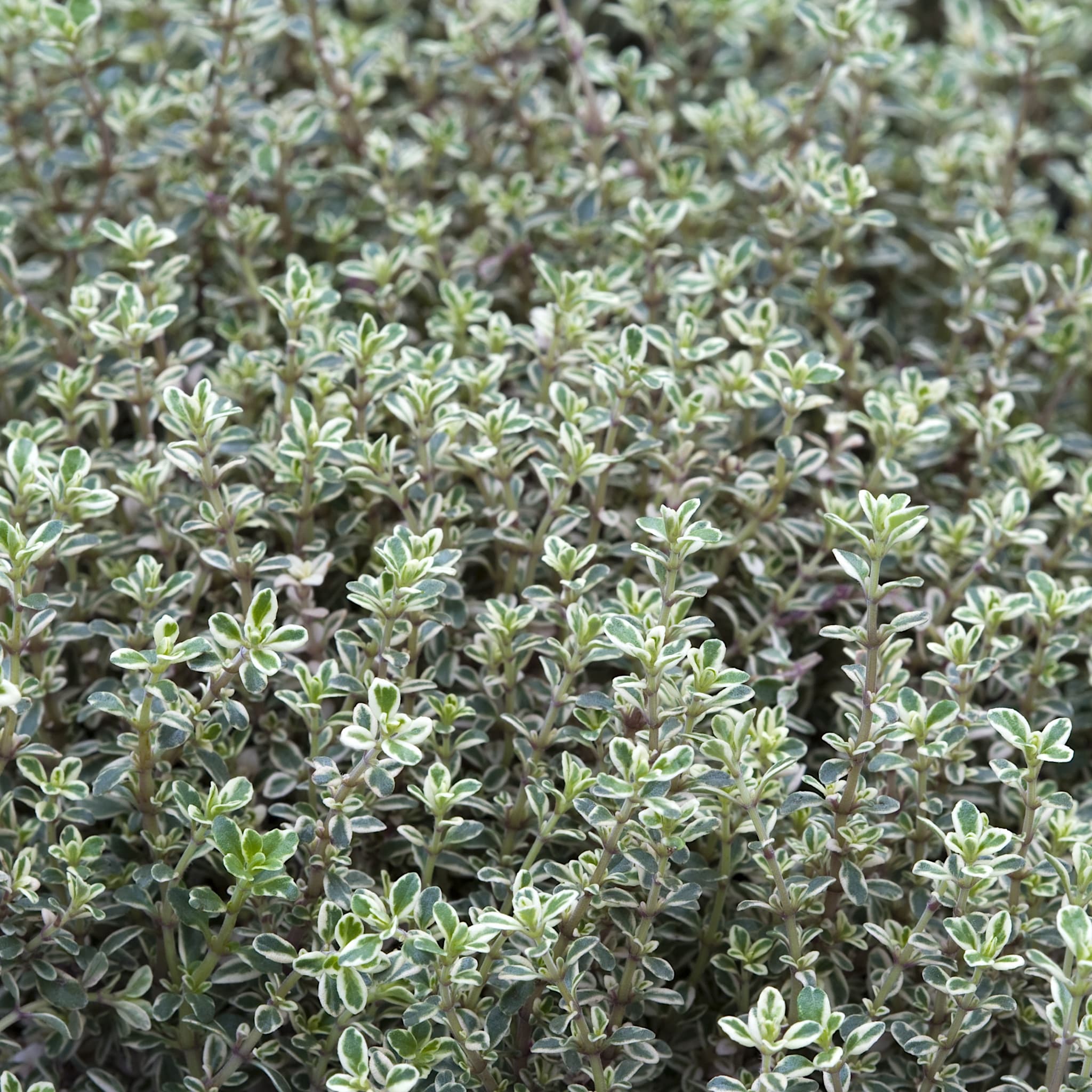Thymus citr. 'Silver Queen'