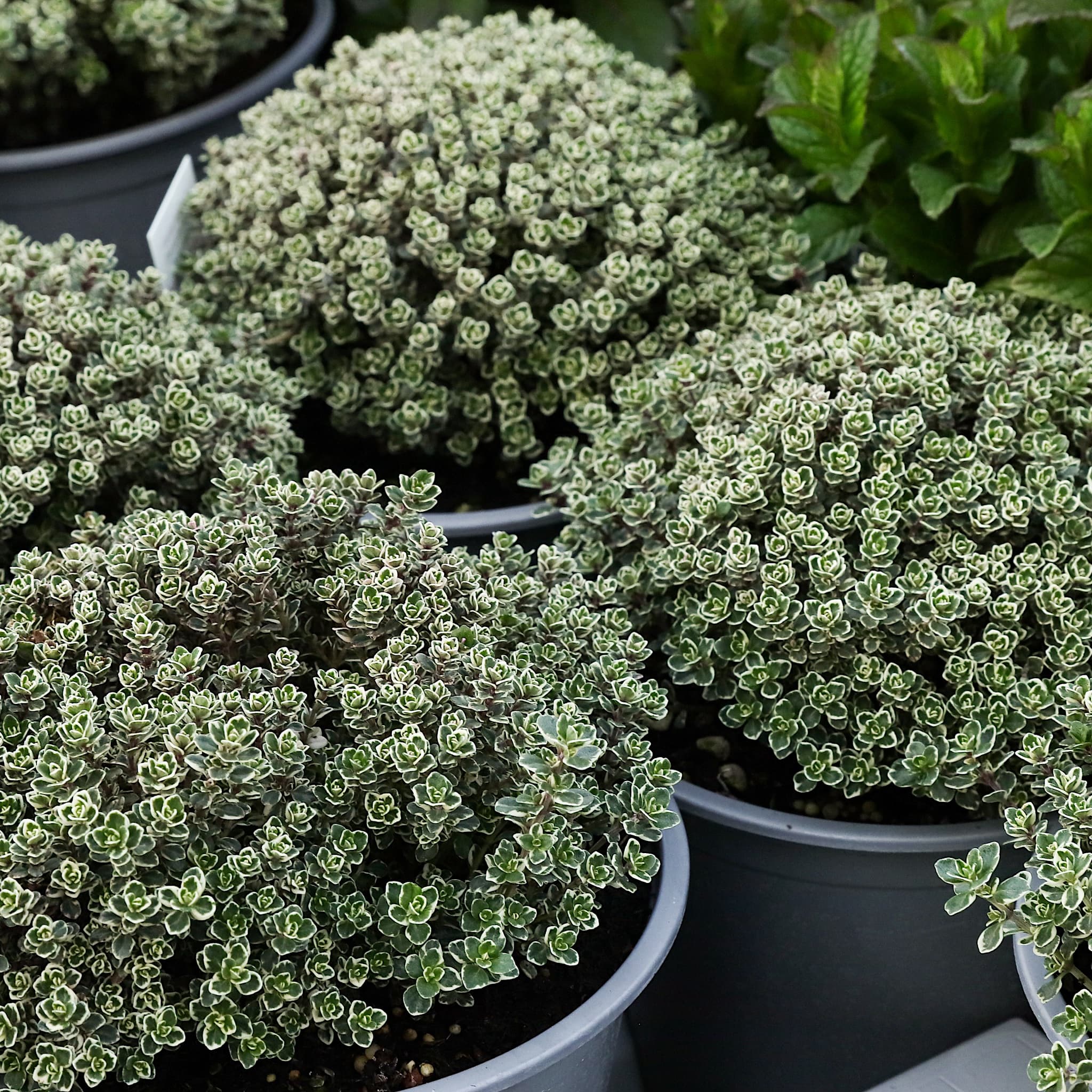 Thymus citr. 'Silver Queen'
