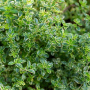 Thymus citriodorus 'Lemon Variegata'