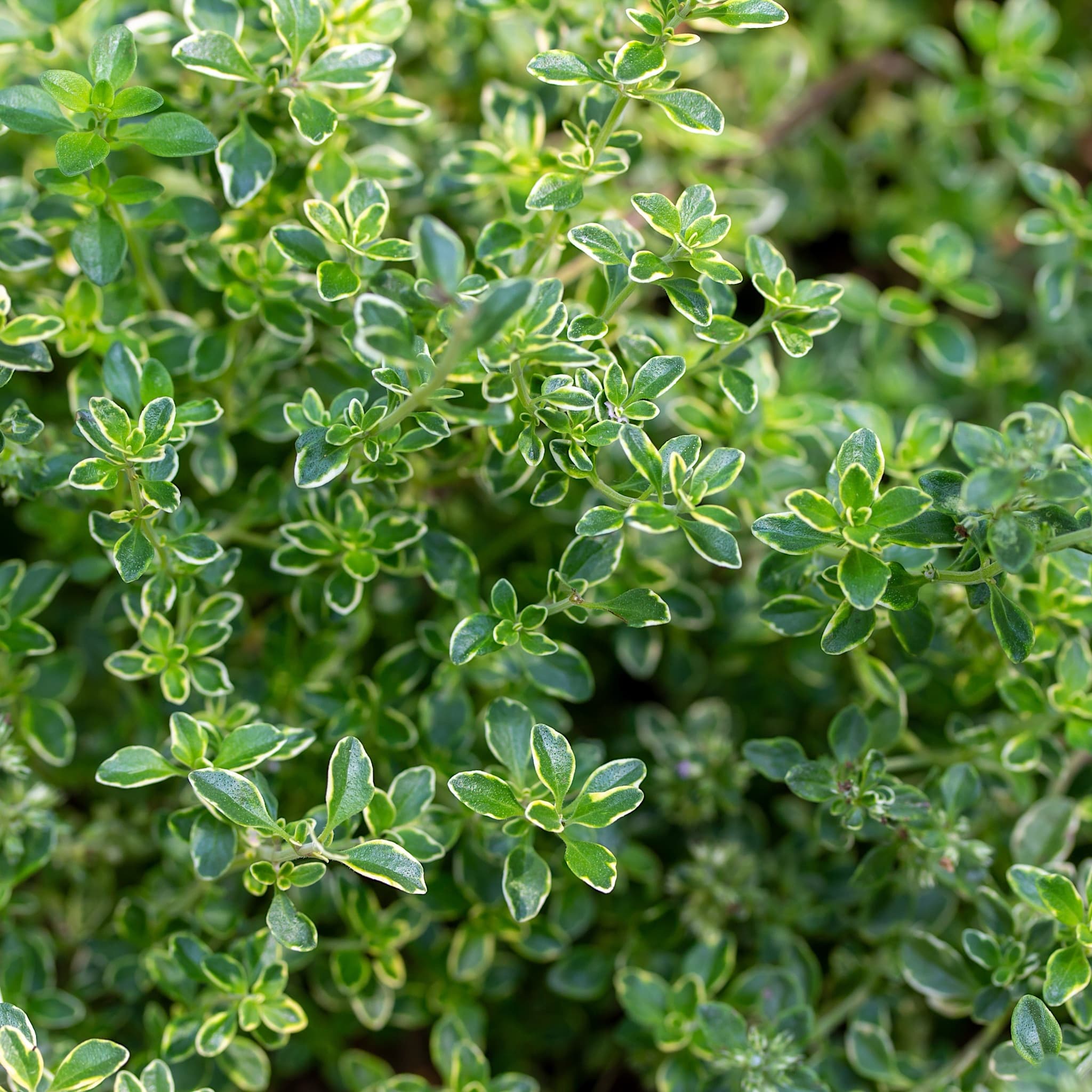 Thymus citriodorus 'Lemon Variegata'