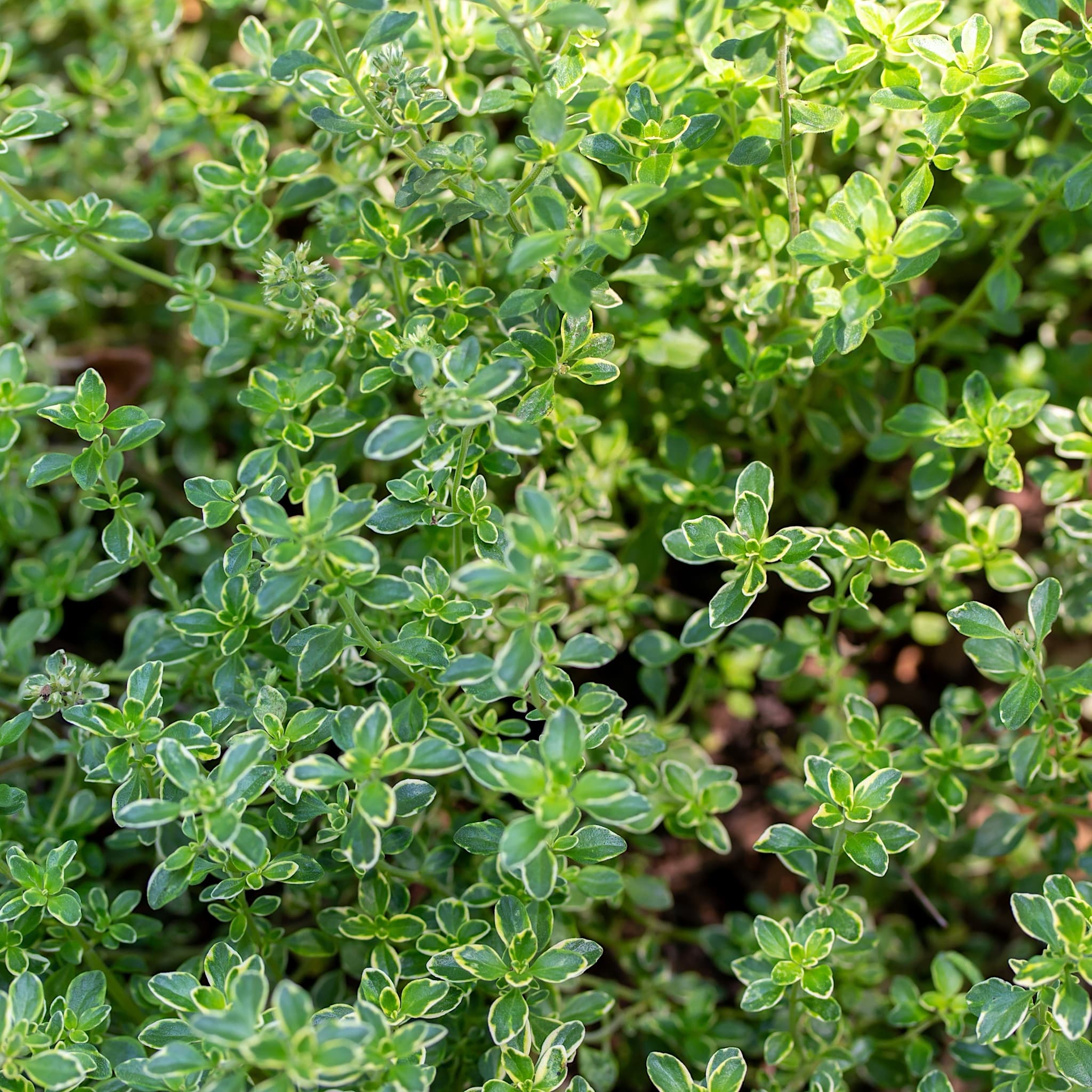 Thymus citriodorus 'Lemon Variegata'
