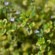 Thymus citr. 'Aureus'