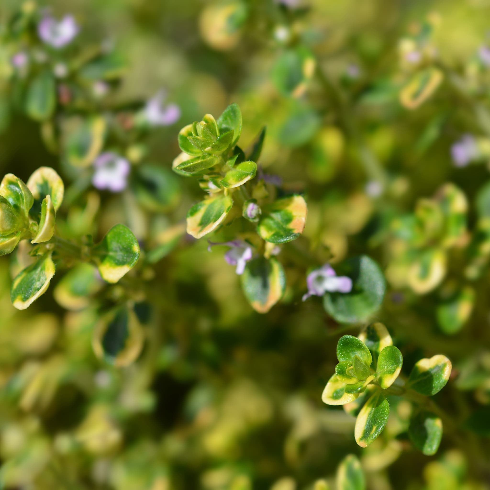 Thymus citr. 'Aureus'