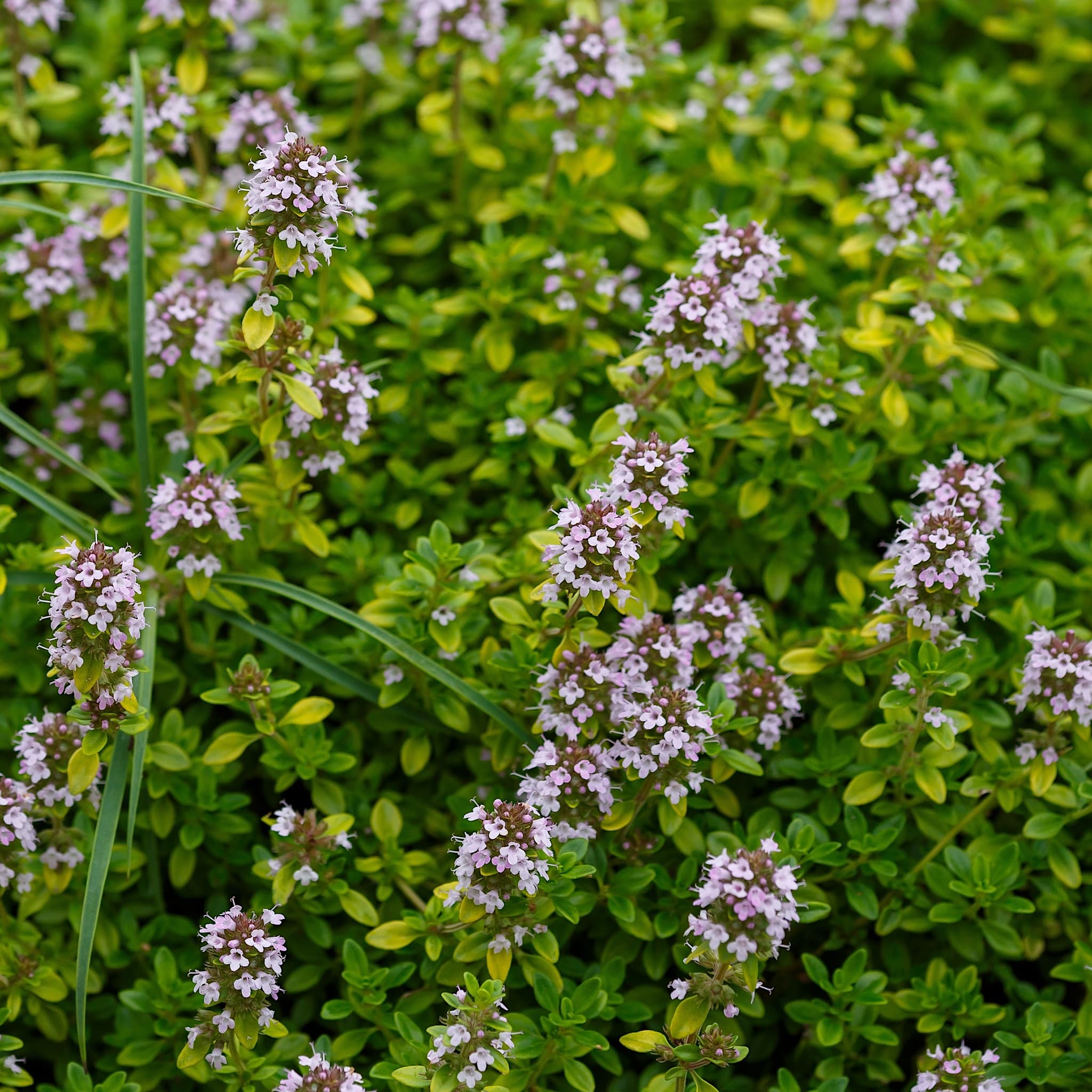 Thymus citr. 'Aureus'