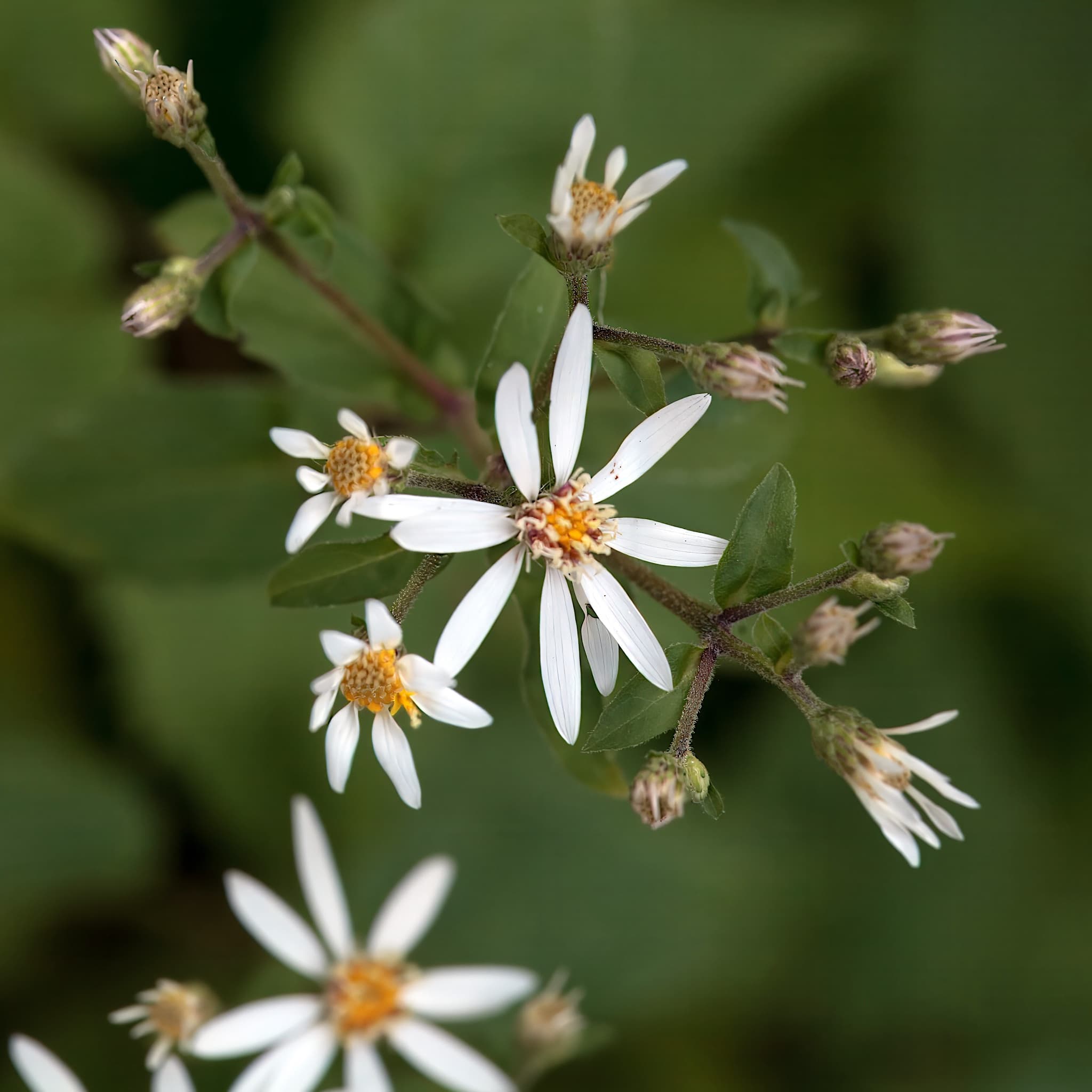Aster divaricatus