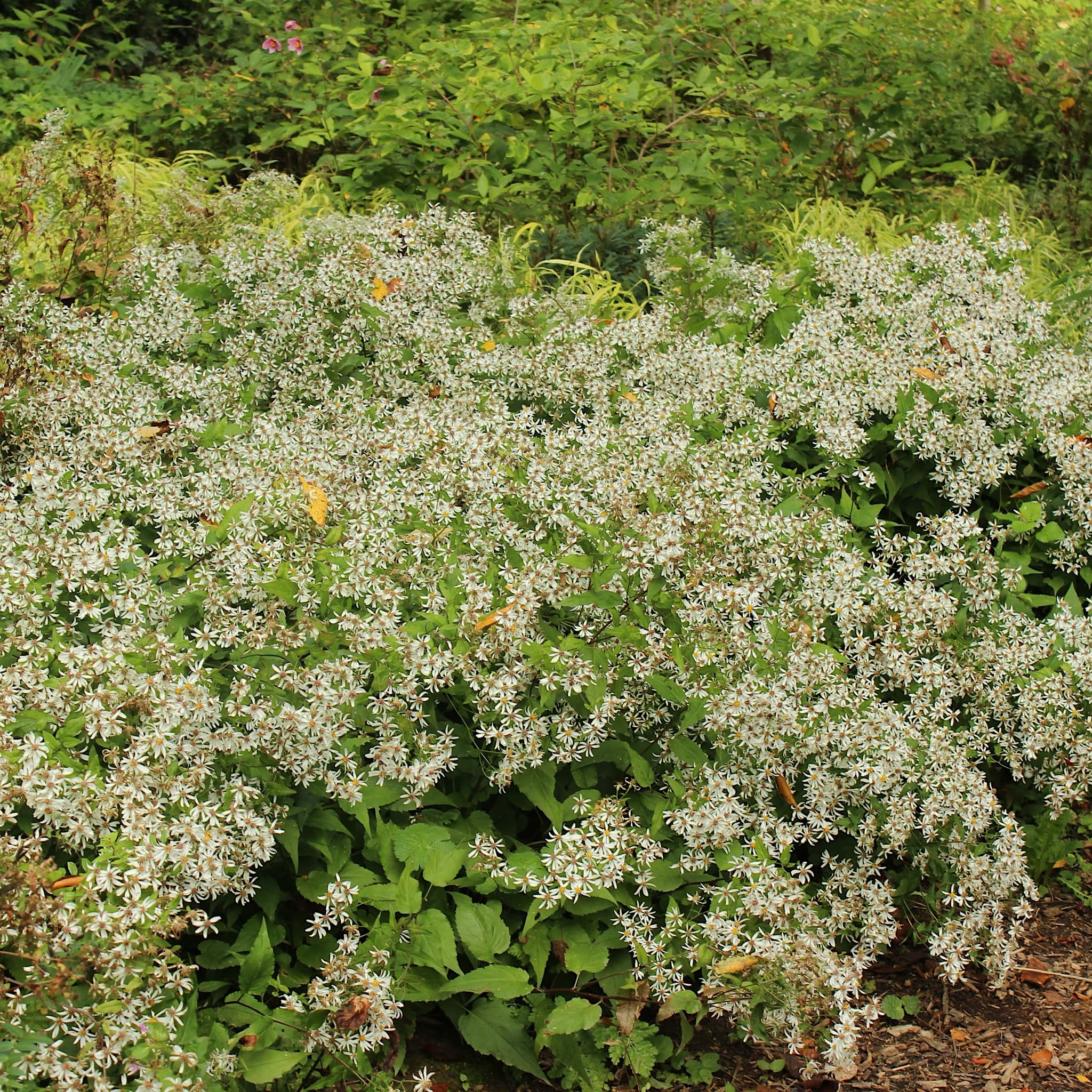 Aster divaricatus