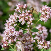 Origanum vulg. 'Compactum'