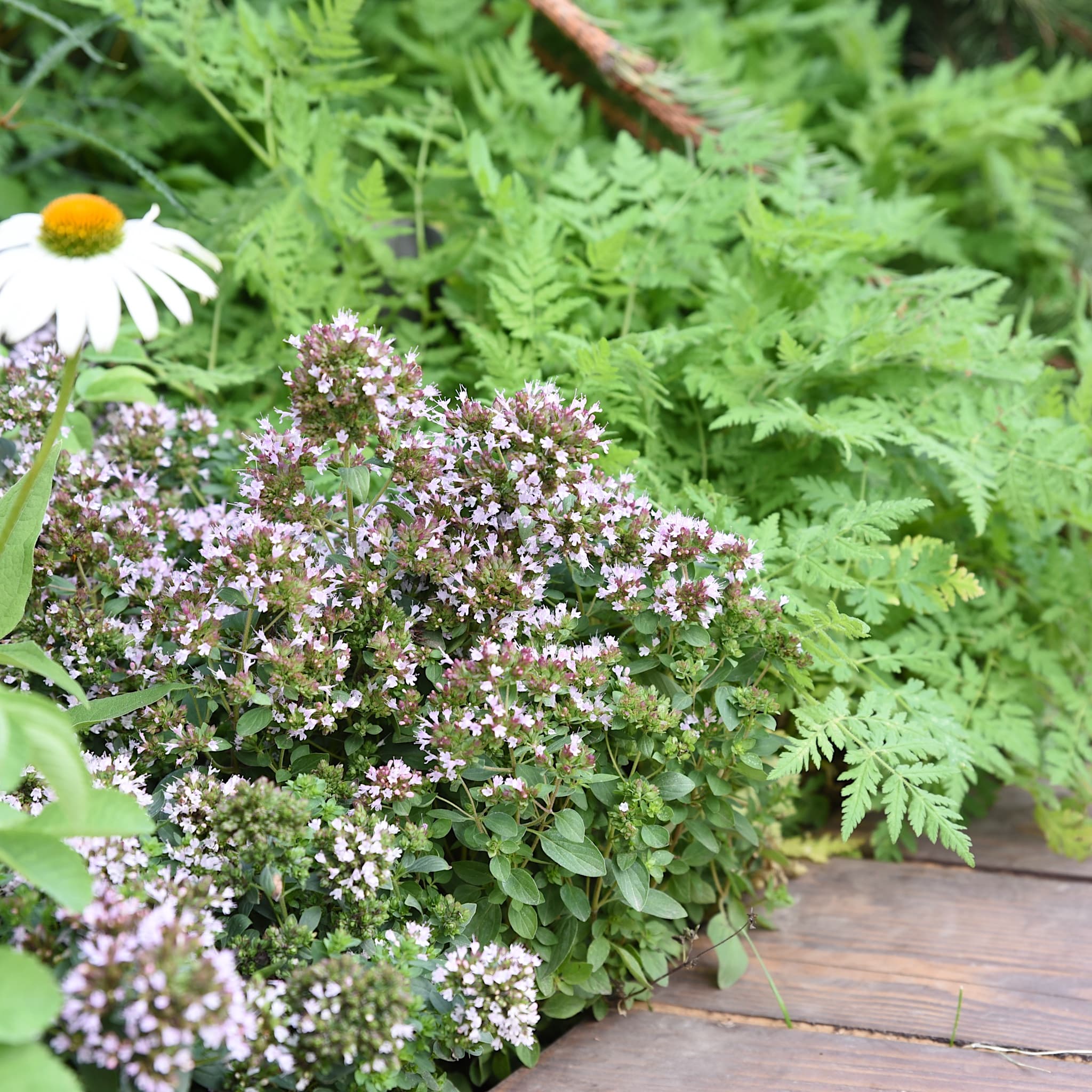 Origanum vulg. 'Compactum'