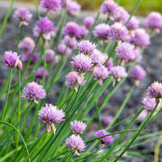 Allium schoenoprasum