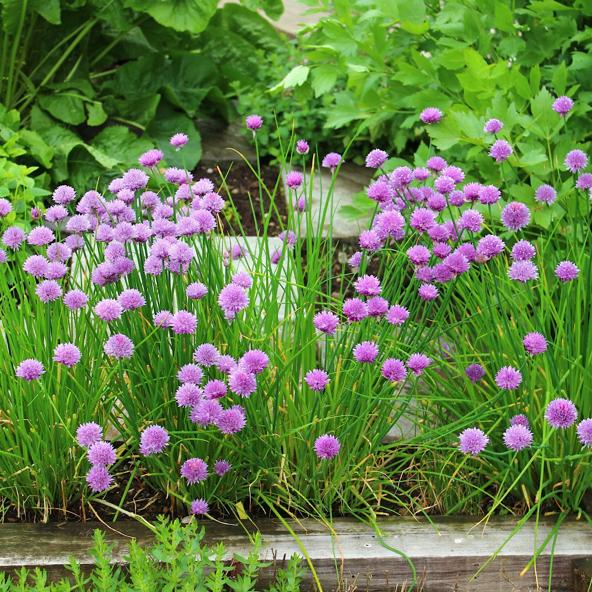 Allium schoenoprasum