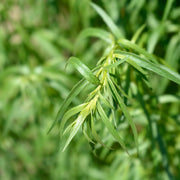 Artemisia dracunculus