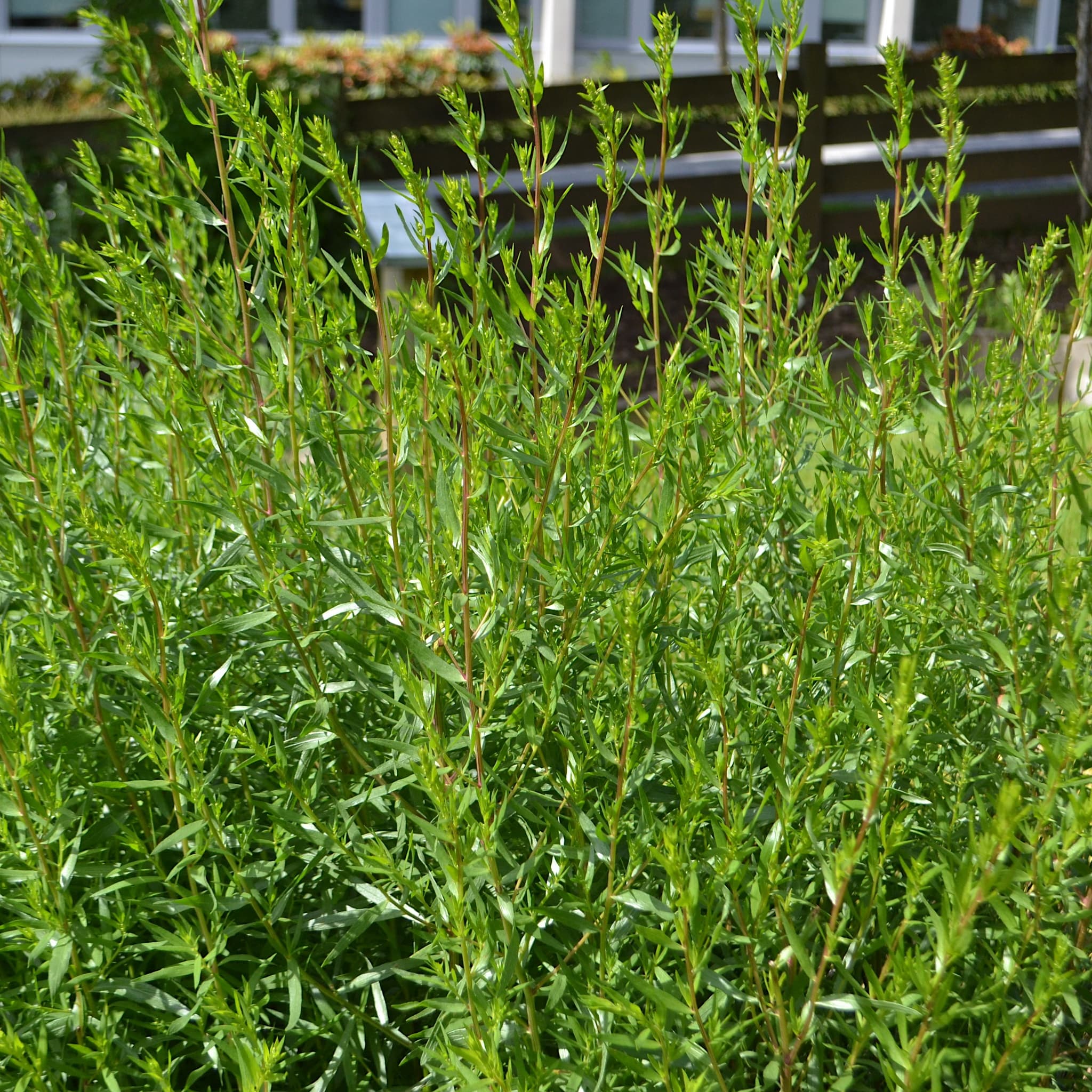 Artemisia dracunculus