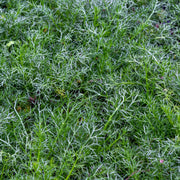 Chamaemelum nobile 'Treneague'