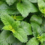 Melissa officinalis