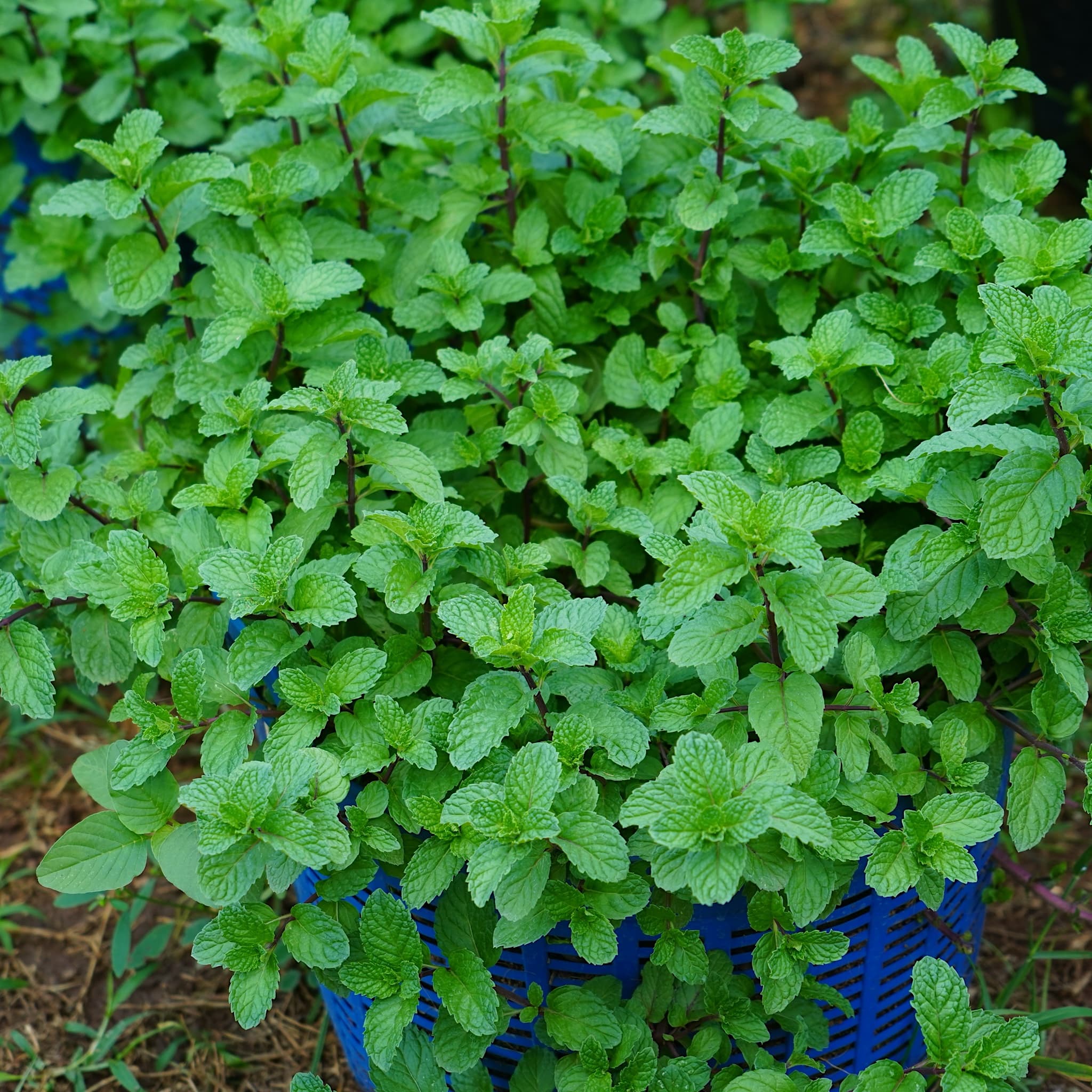 Melissa officinalis