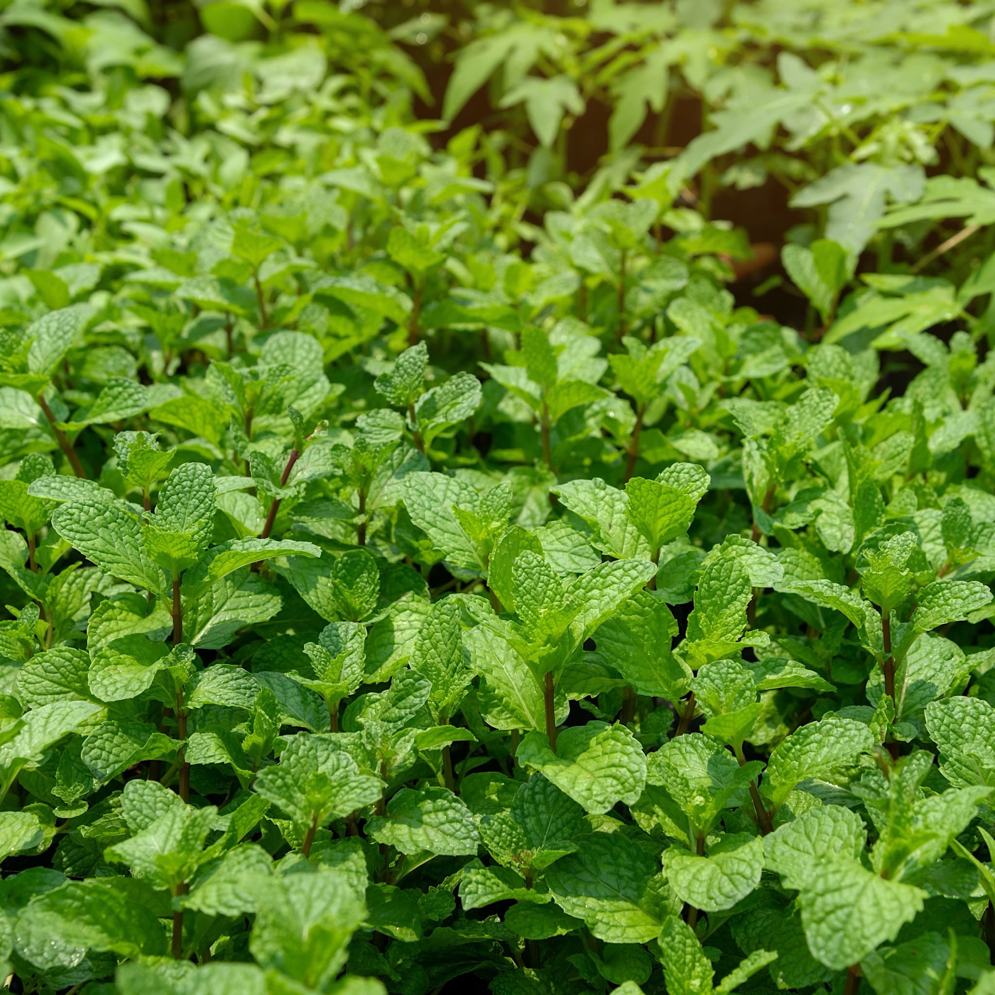 Mentha piperita vulgaris