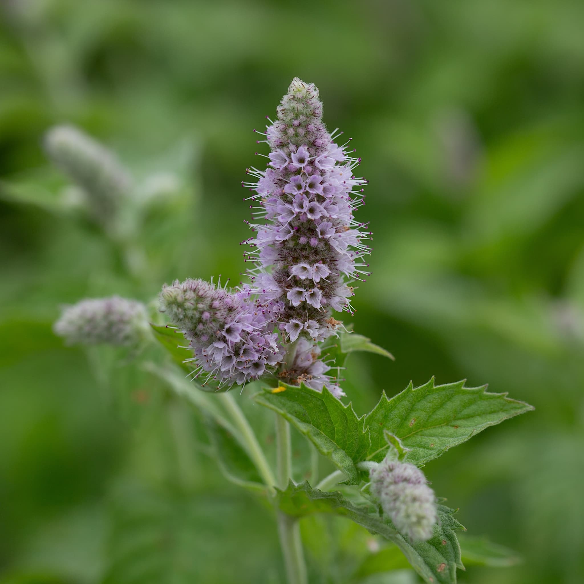 Mentha piperita vulgaris