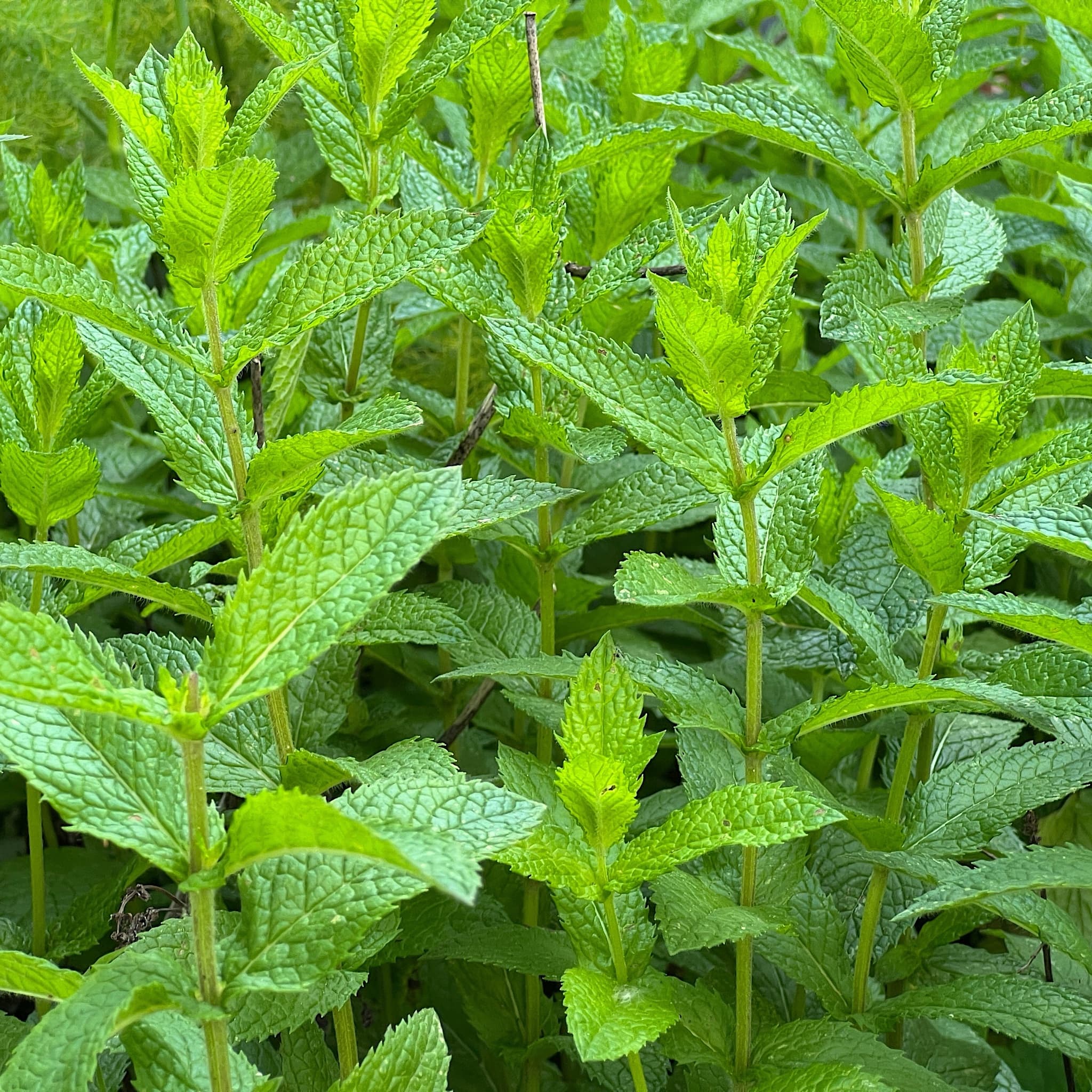 Mentha spicata