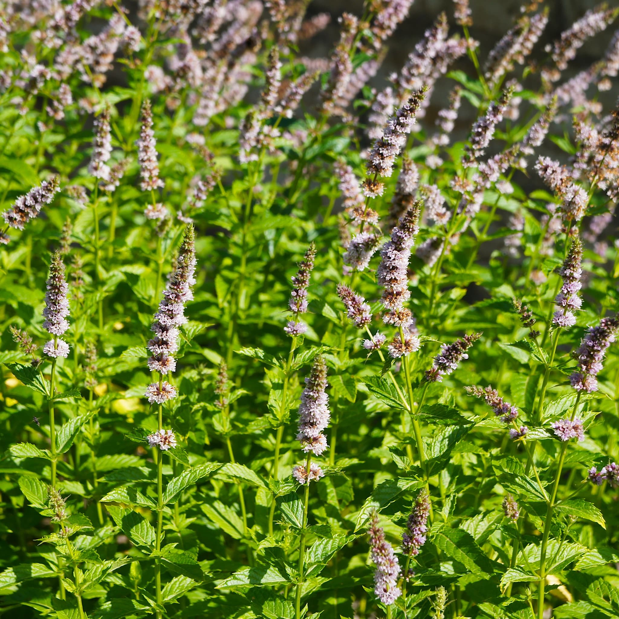 Mentha spicata