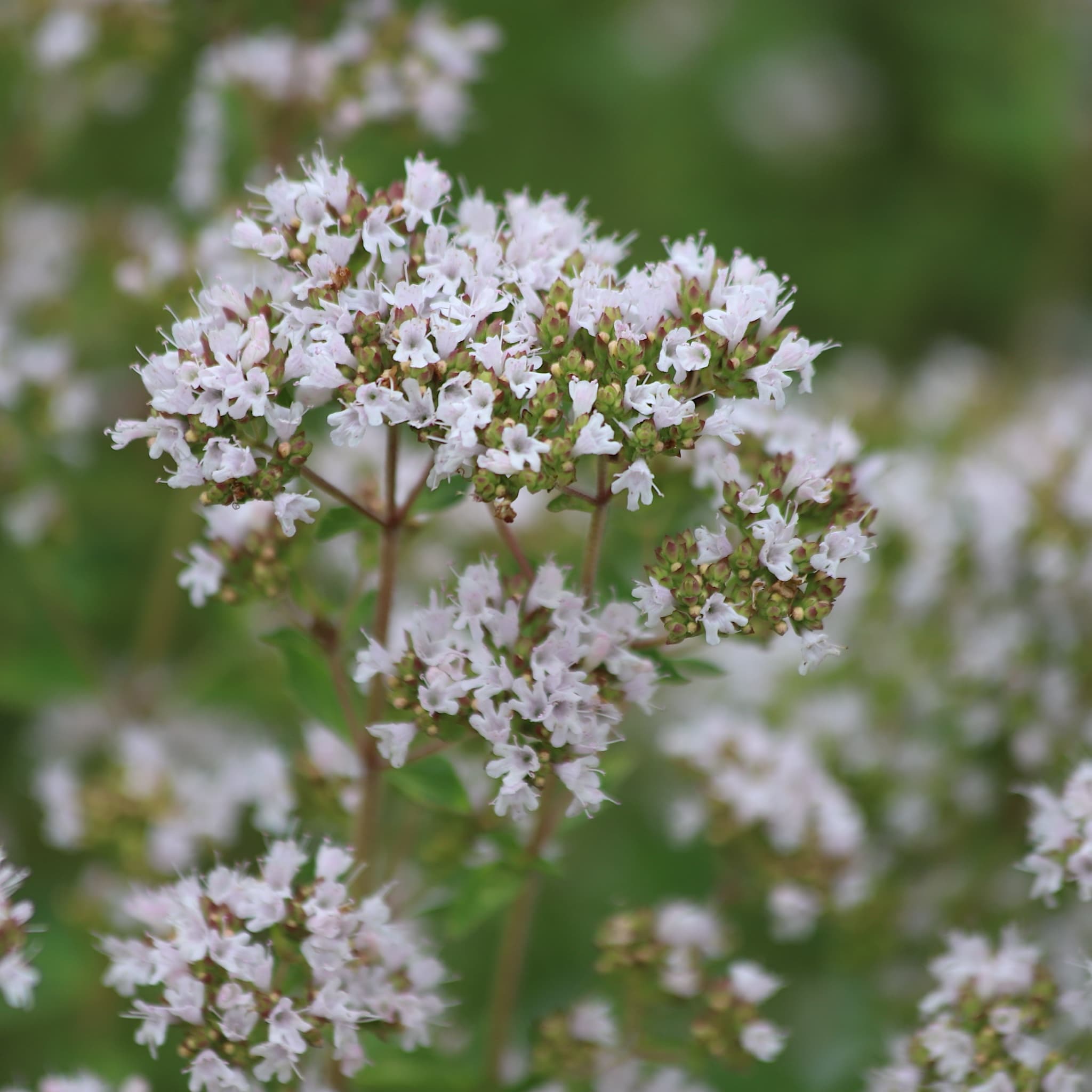 Origanum majorana