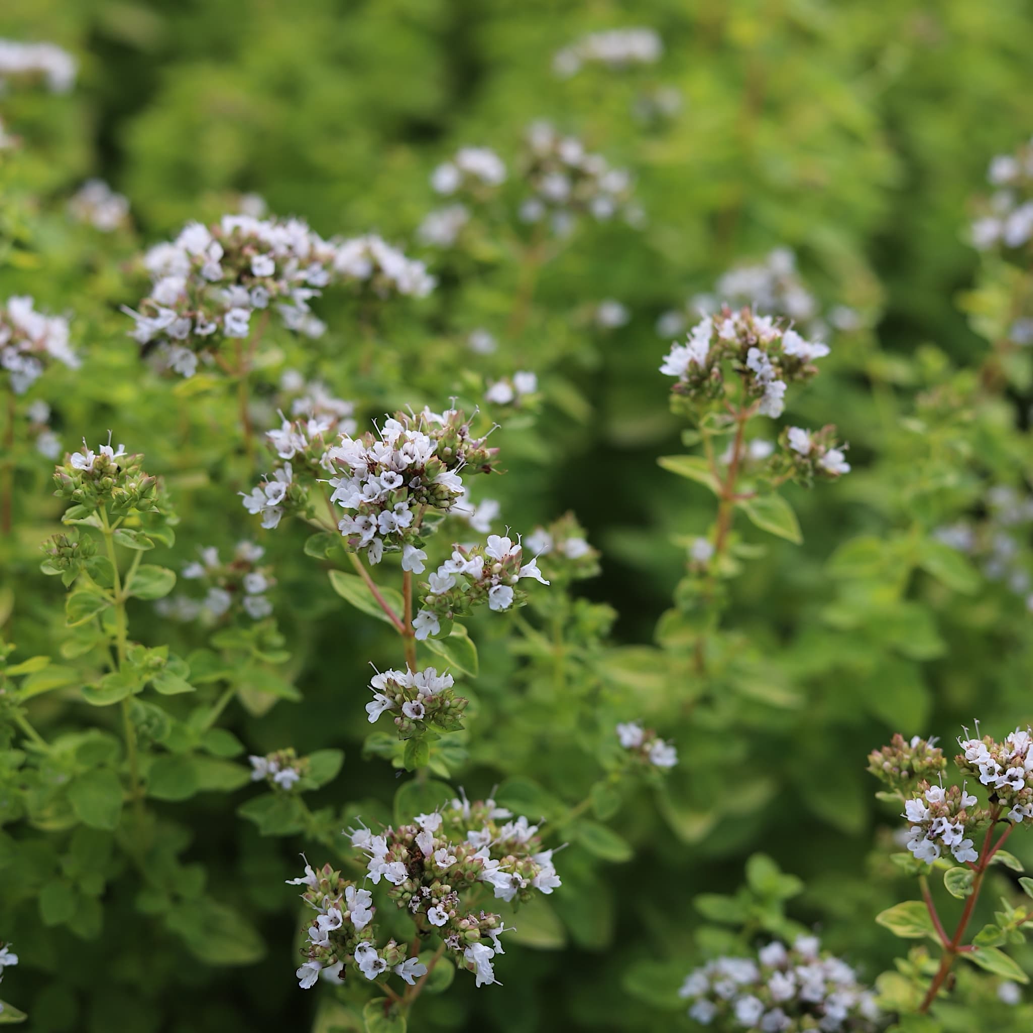 Origanum majorana