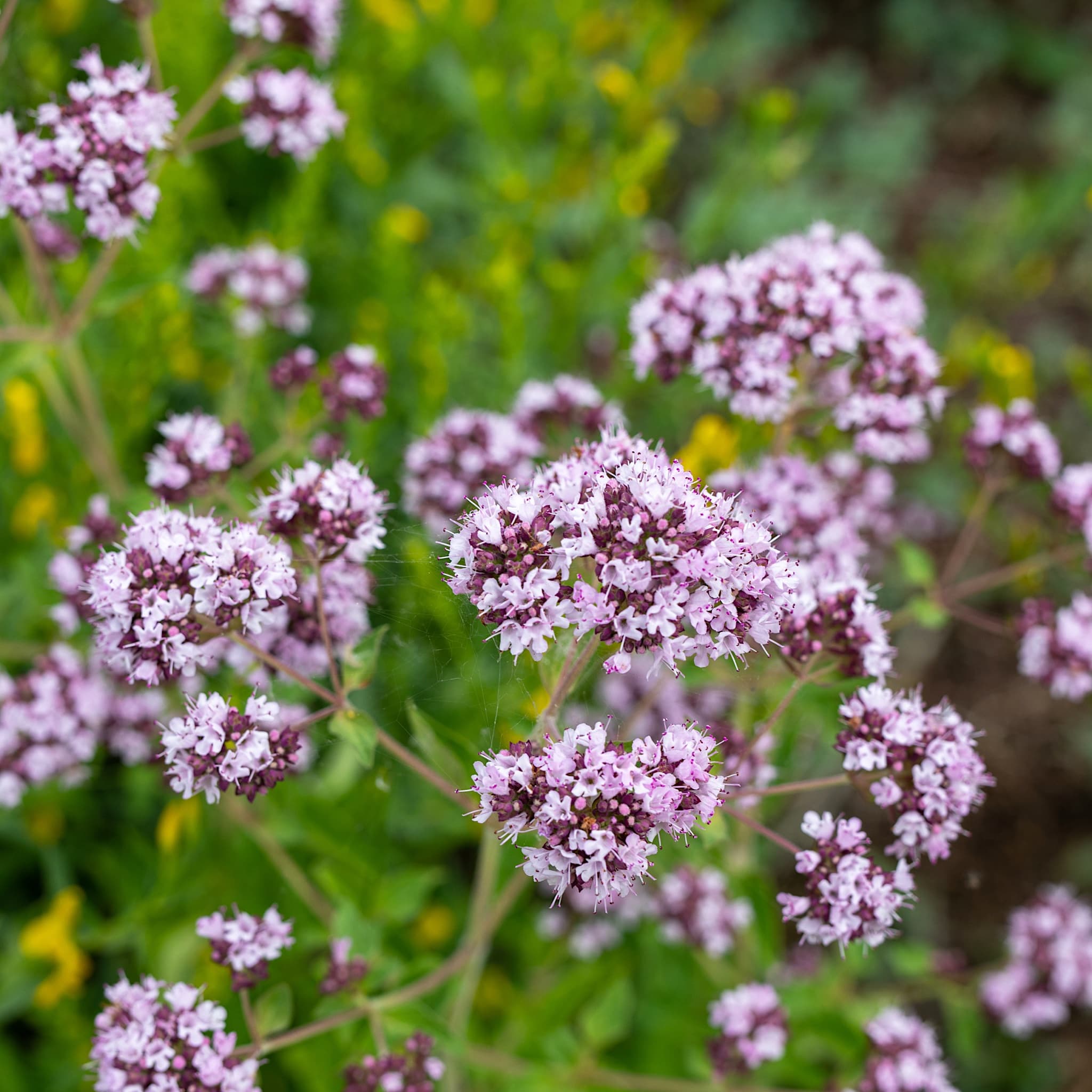 Origanum vulgare