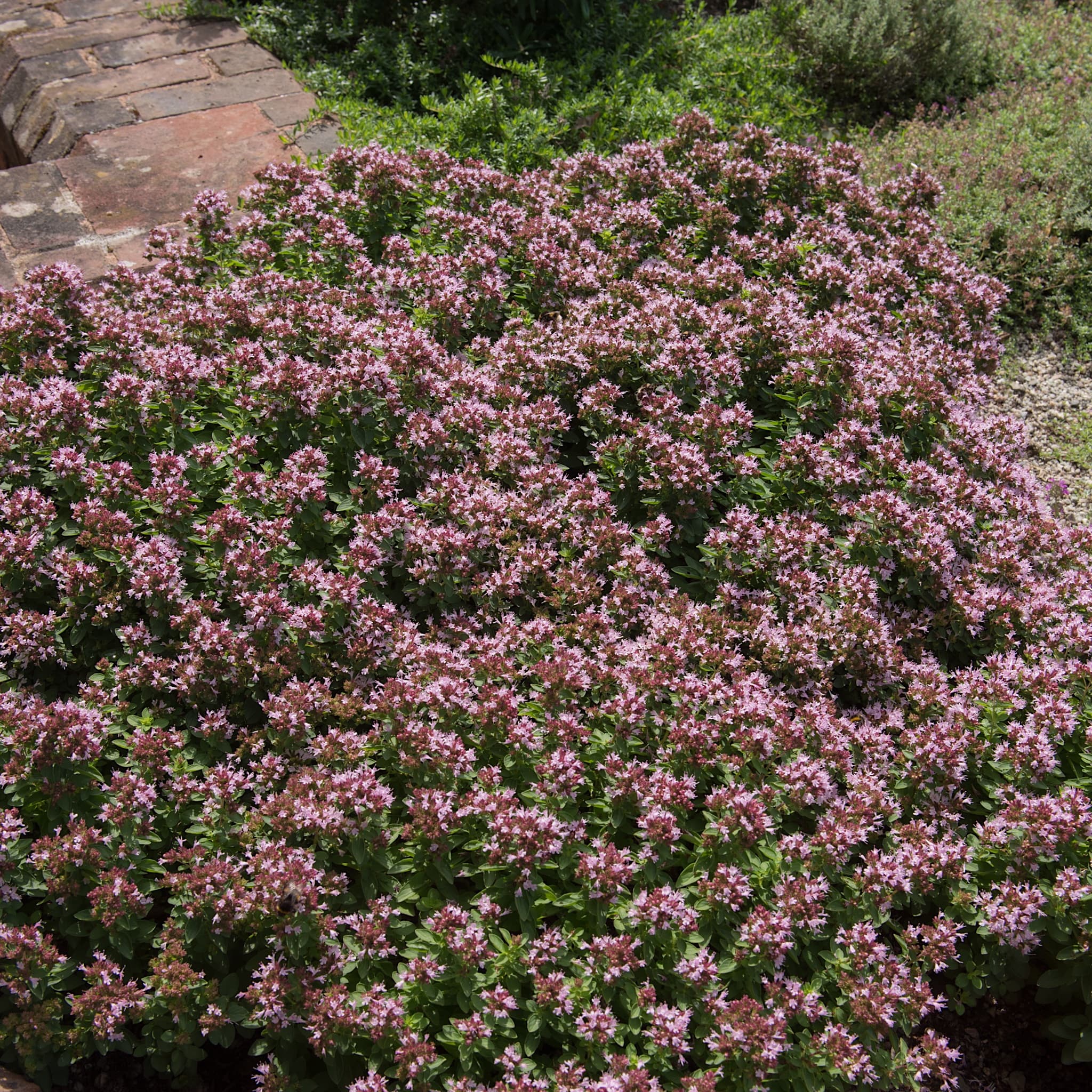 Origanum vulgare