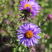 Aster novae-angliae 'Barr's Blue'