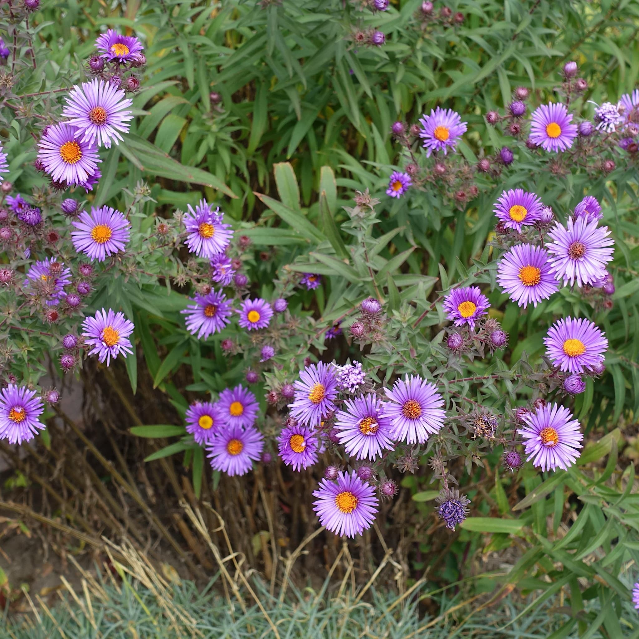 Aster novae-angliae 'Barr's Blue'
