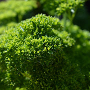 Petroselinum cris. 'Crispum'