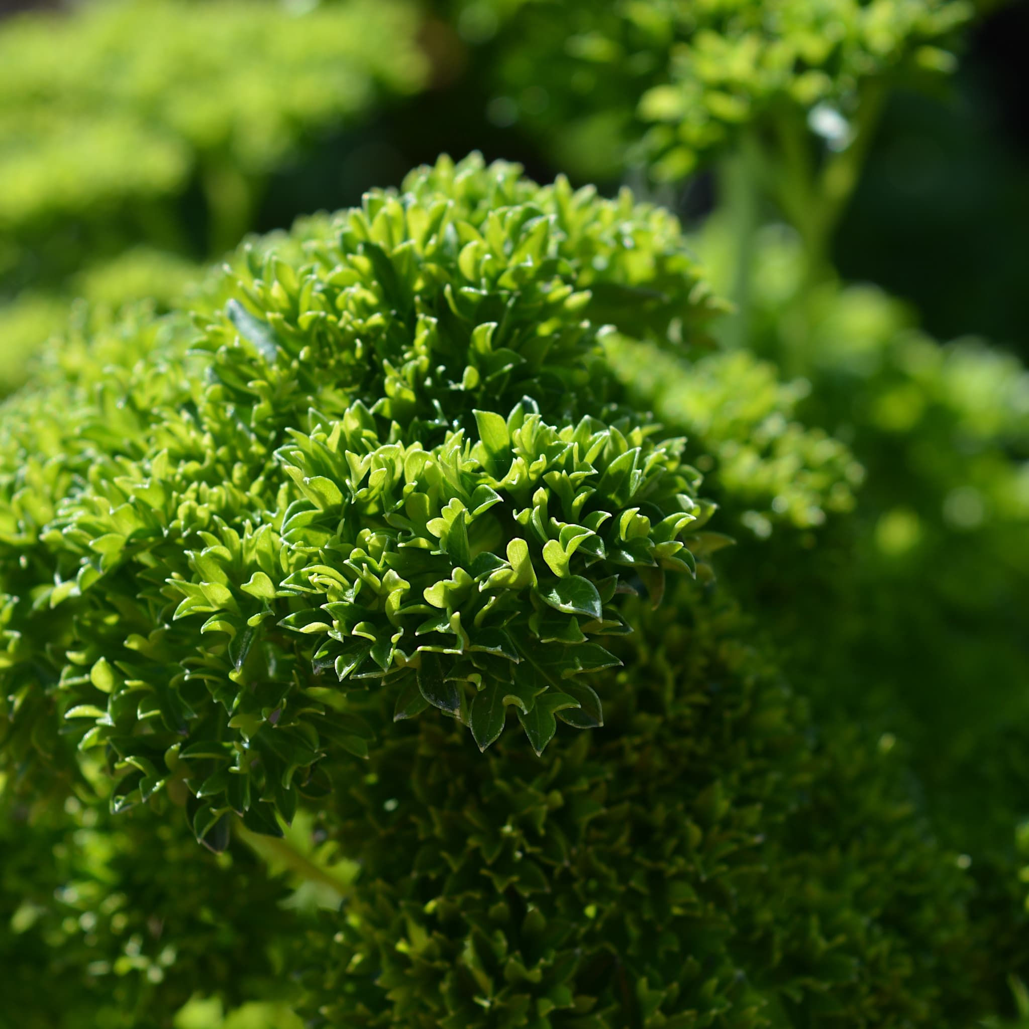 Petroselinum cris. 'Crispum'