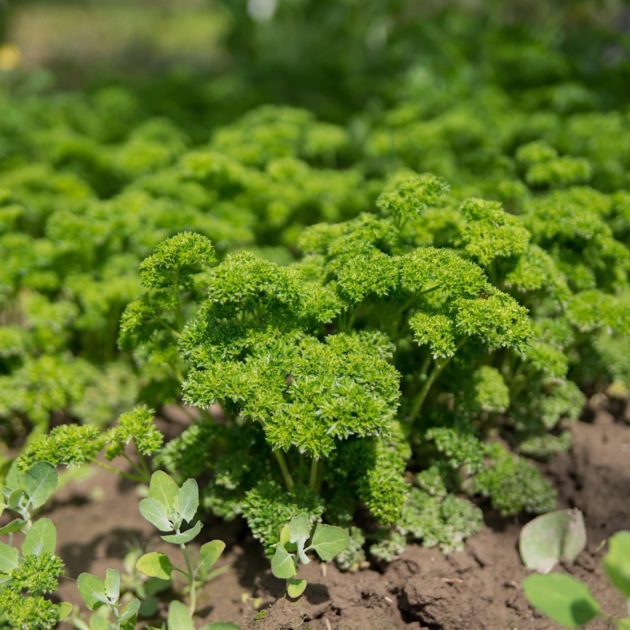 Petroselinum cris. 'Crispum'