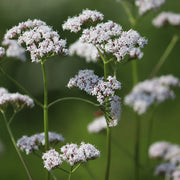 Valeriana officinalis