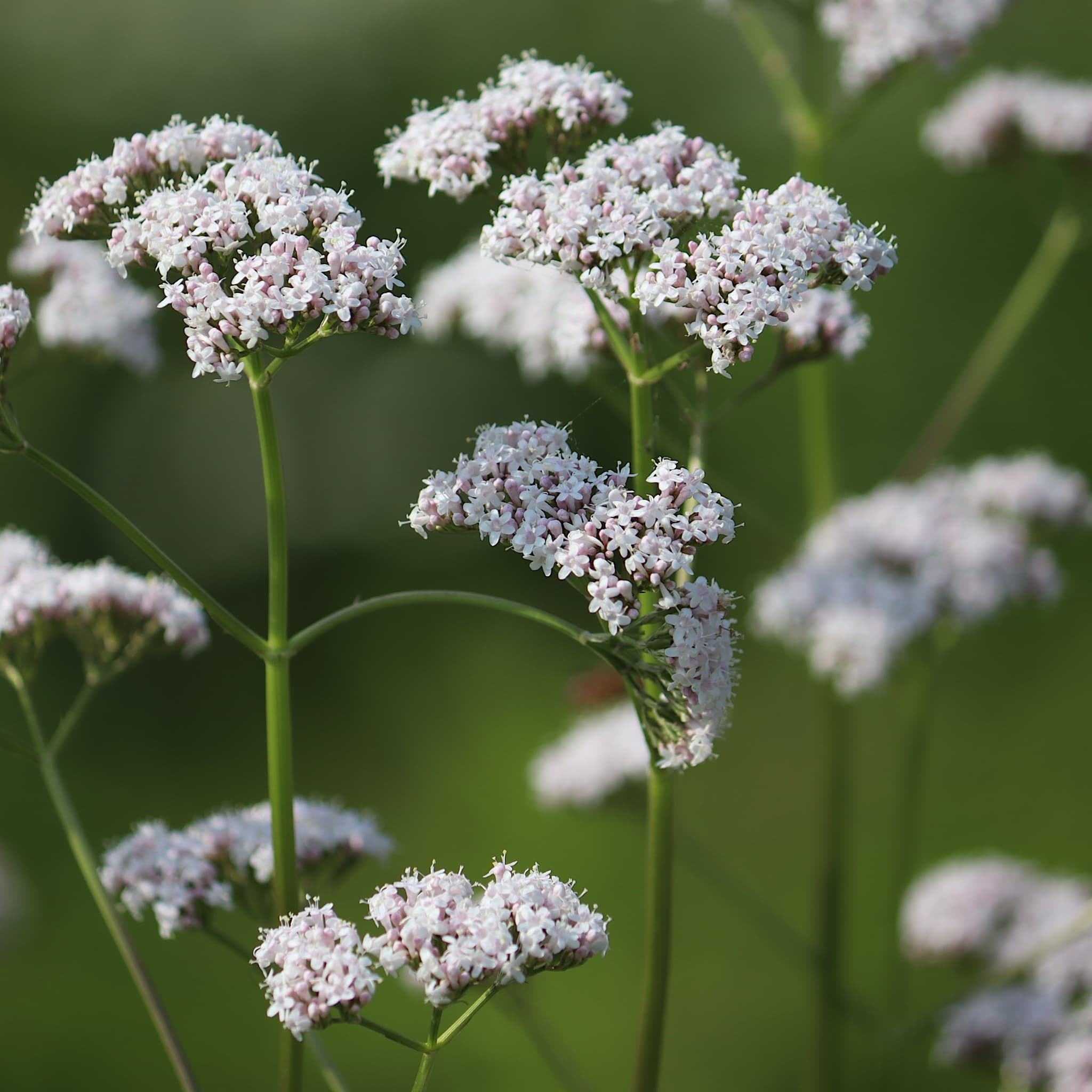Valeriana officinalis