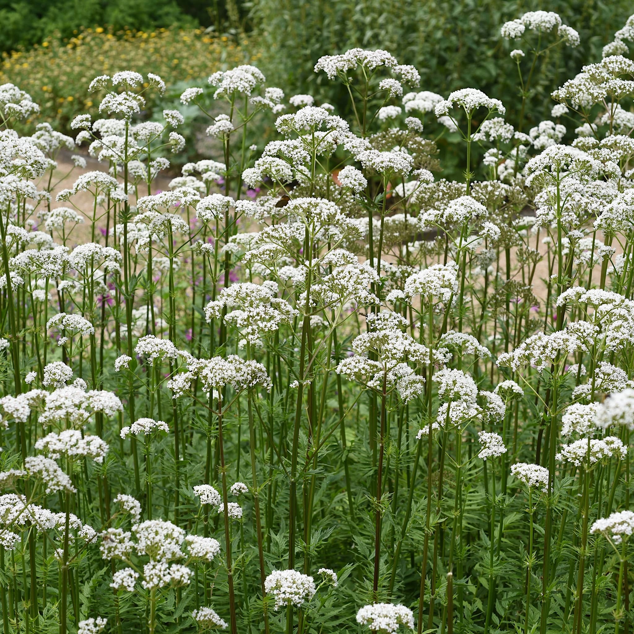 Valeriana officinalis