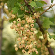 Ribes rubrum 'White Versailles'