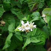 Rubus 'Tayberry Buckingham'