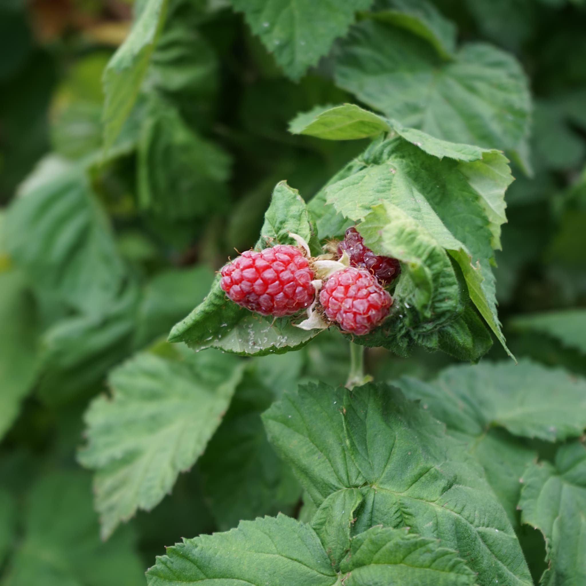 Rubus 'Tayberry Buckingham'