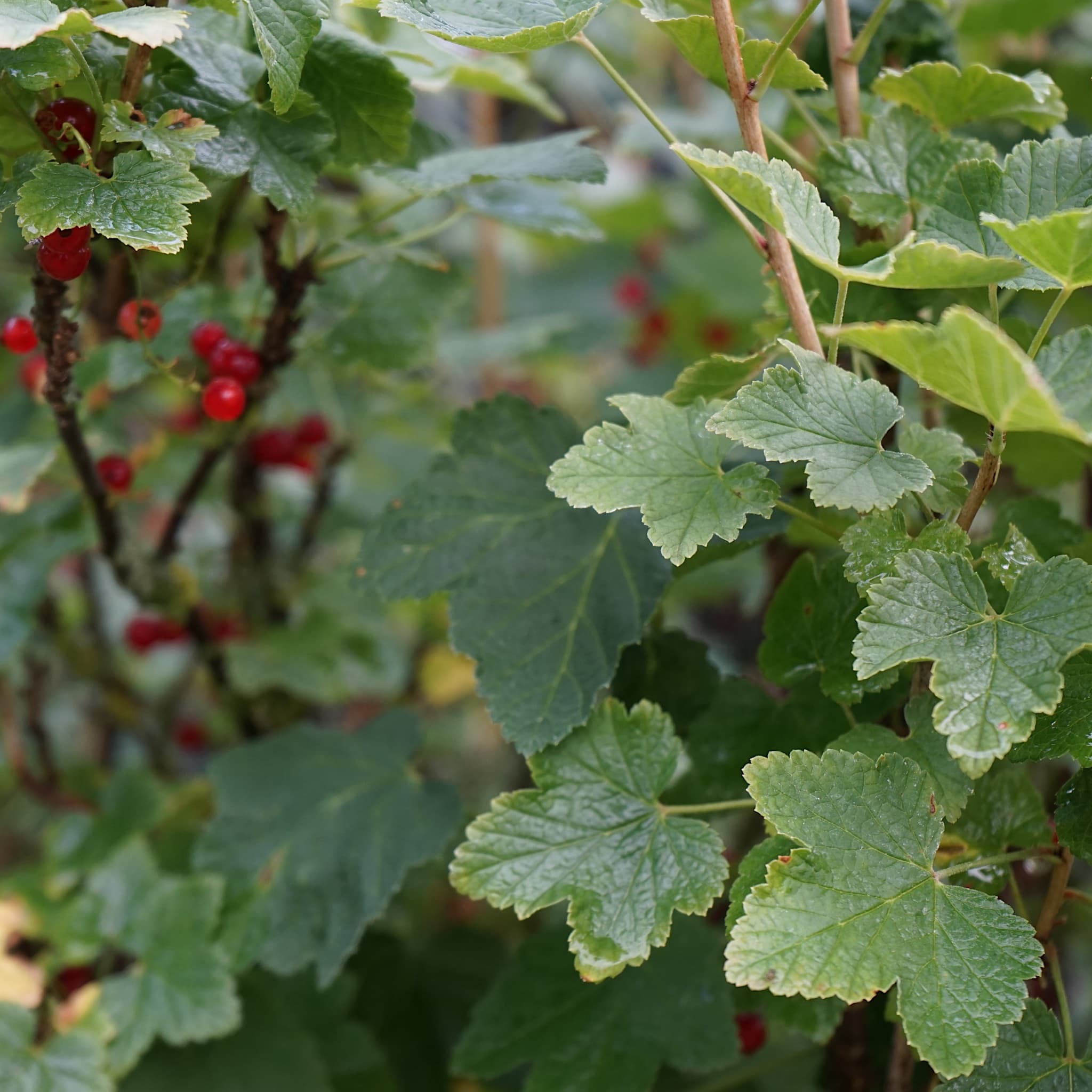 Ribes rubrum 'Jonkheer van Tets'