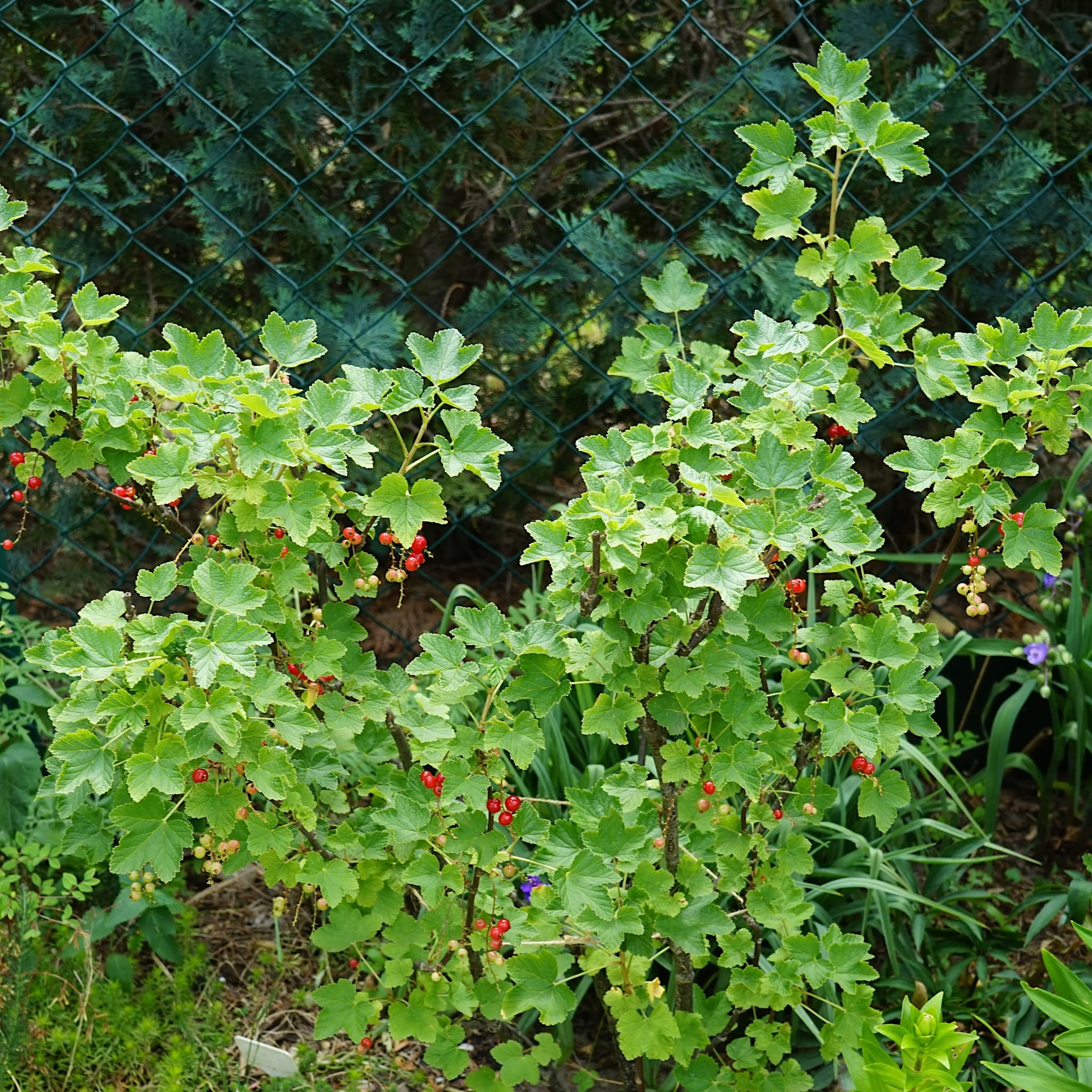 Ribes rubrum 'Jonkheer van Tets'