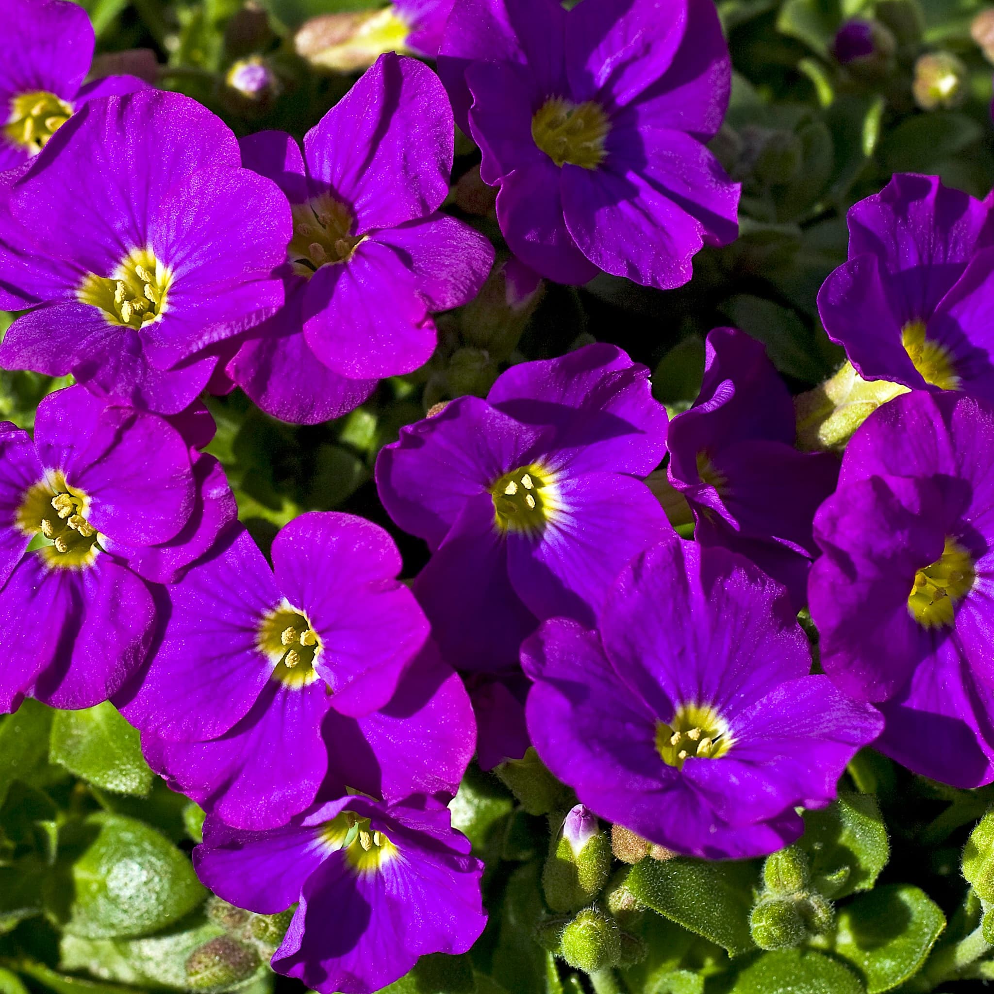 Aubrieta 'Cascade Blue'
