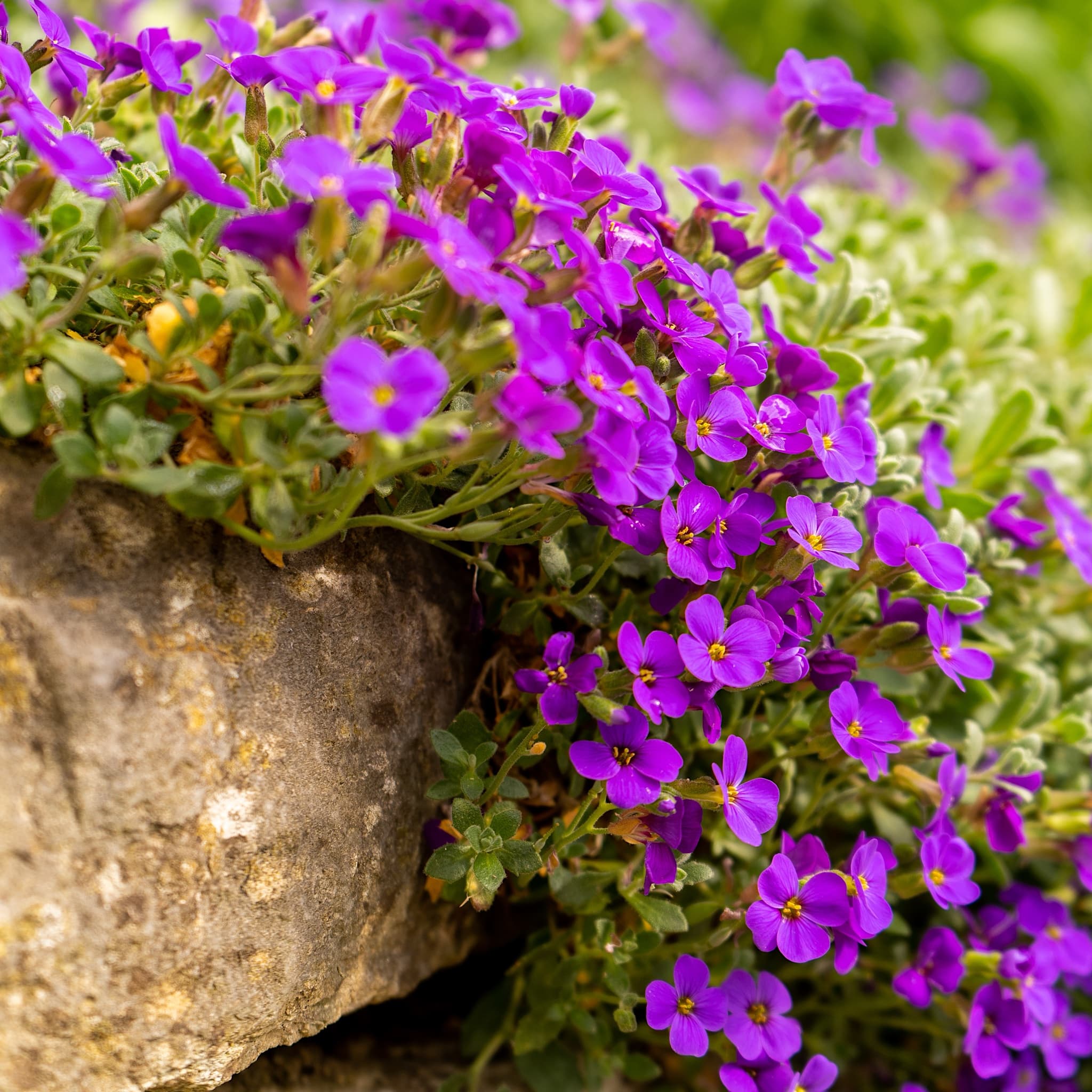 Aubrieta 'Cascade Blue'