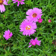Aster alpha 'Light Pink'