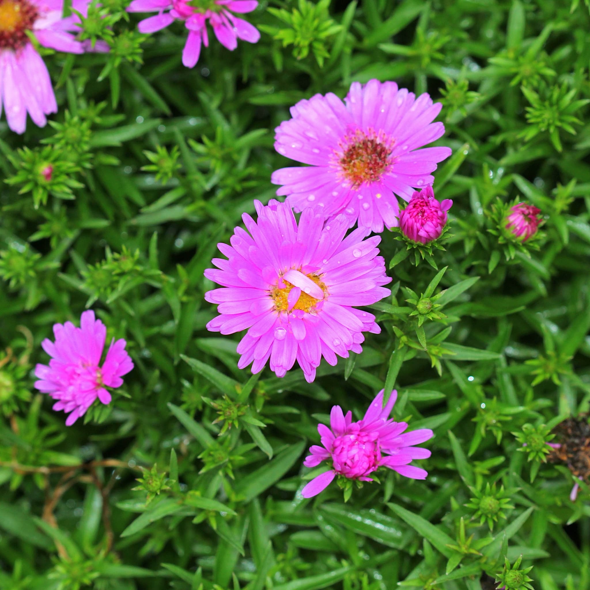 Aster alpha 'Light Pink'