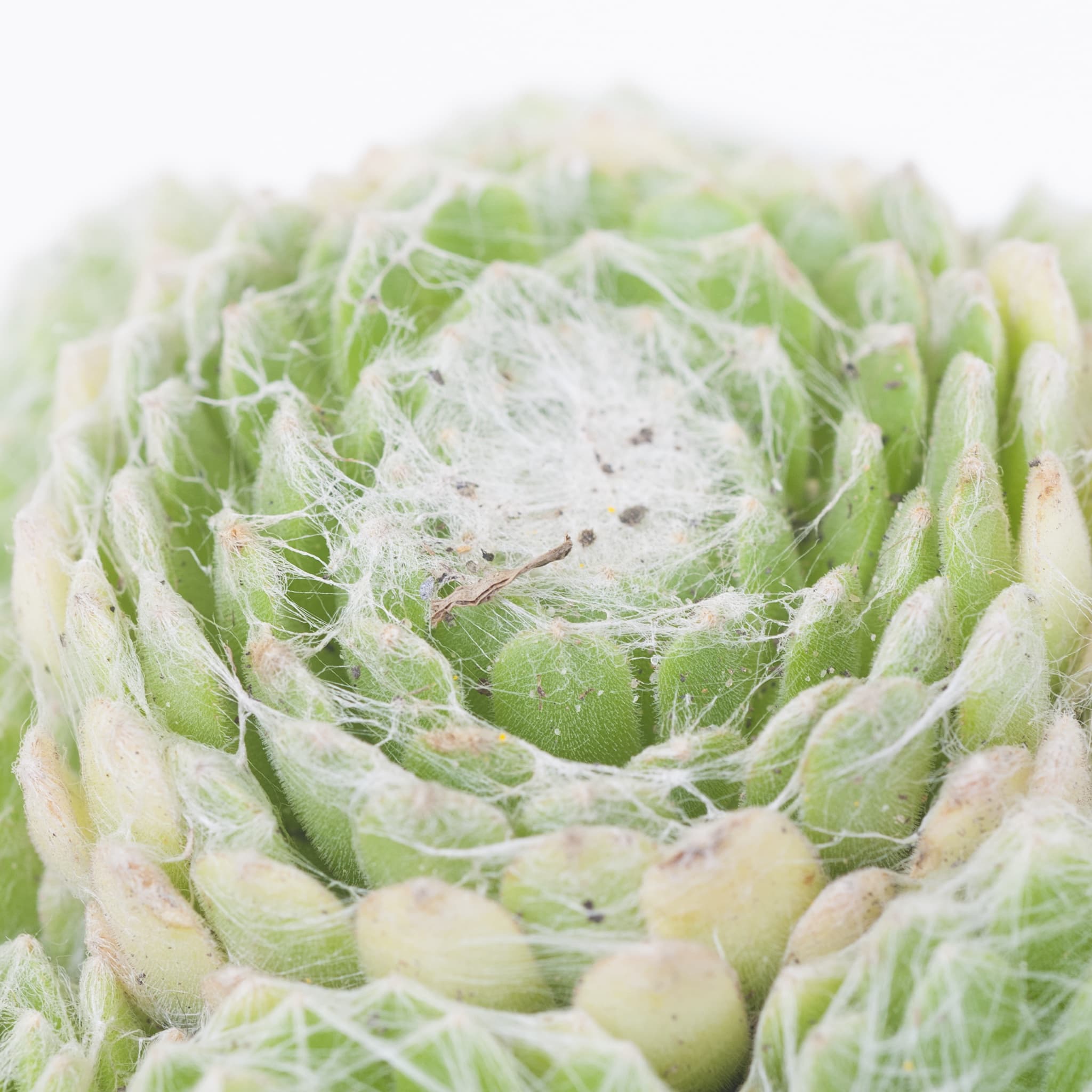 Sempervivum arachnoideum 'Claerchens'
