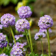 Primula denticulata 'Lilac'