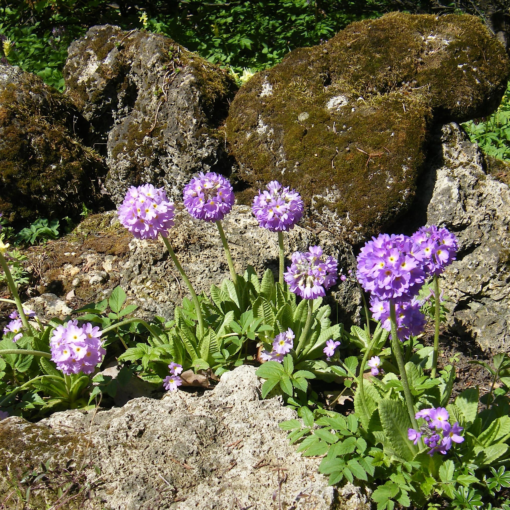 Primula denticulata 'Lilac'