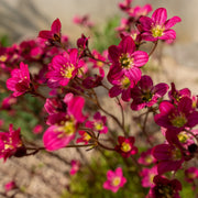Saxifraga arendsii 'Purple Carpet'