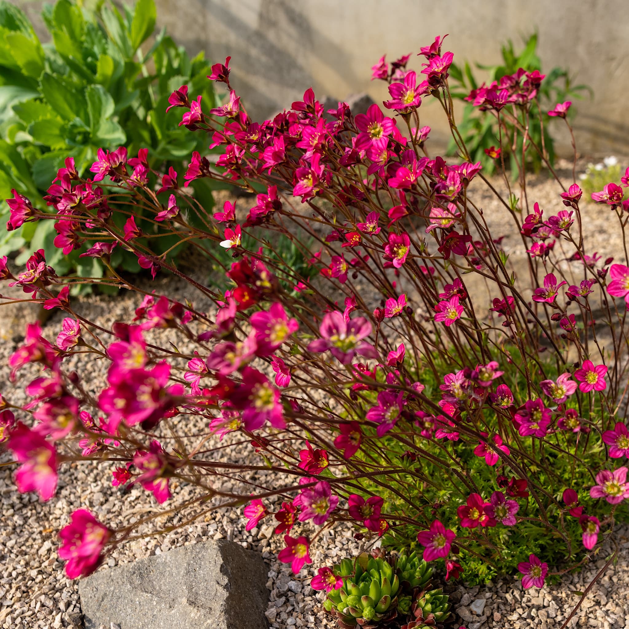 Saxifraga arendsii 'Purple Carpet'
